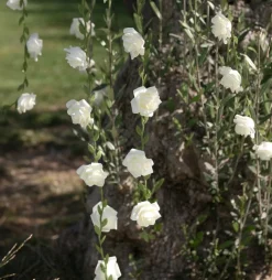 Girlang med vita rosor 120 cm