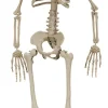 Halloweendekoration Skelett 90 cm