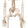 Halloweendekoration Skelett 76 cm